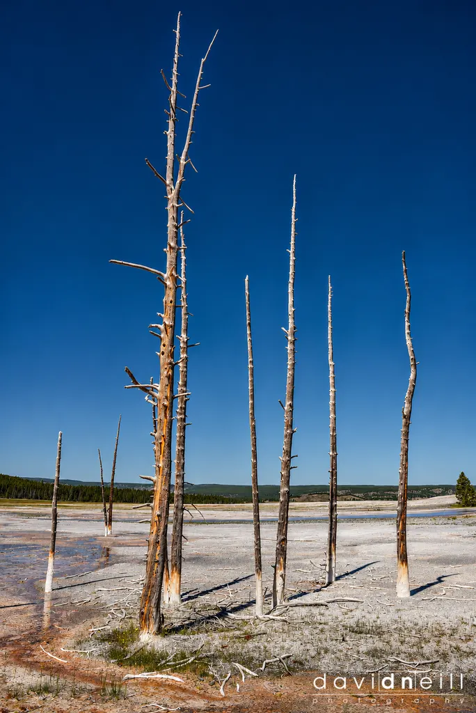 2023 Yellowstone Geothermal trees