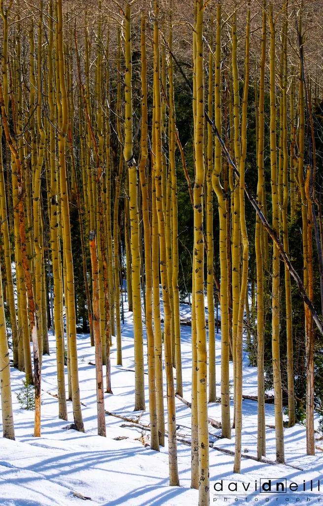 New Mexico Taos Snowy Aspens