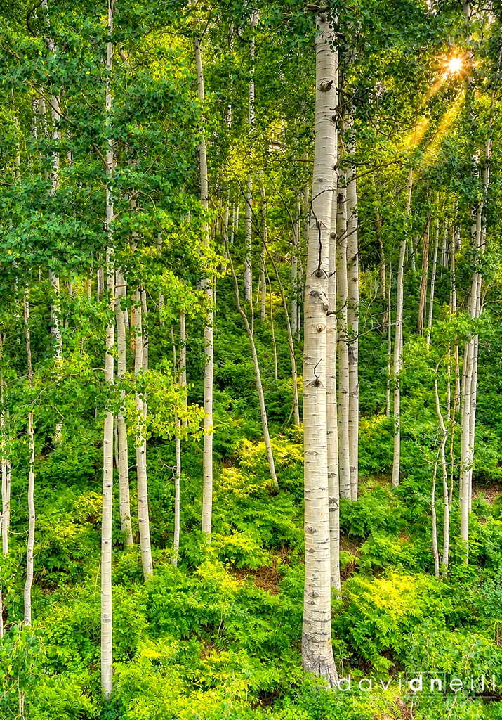 Purgatory Aspen Forest Hillside HDR