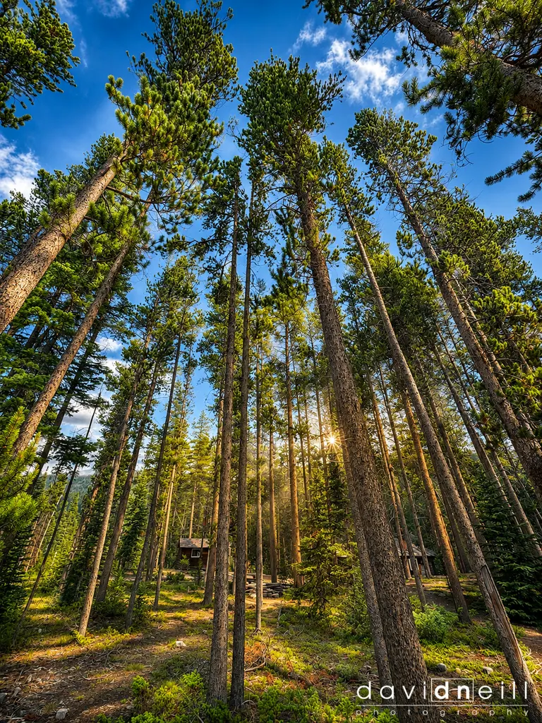 RMNP Sunlit Pine Forest Cabin