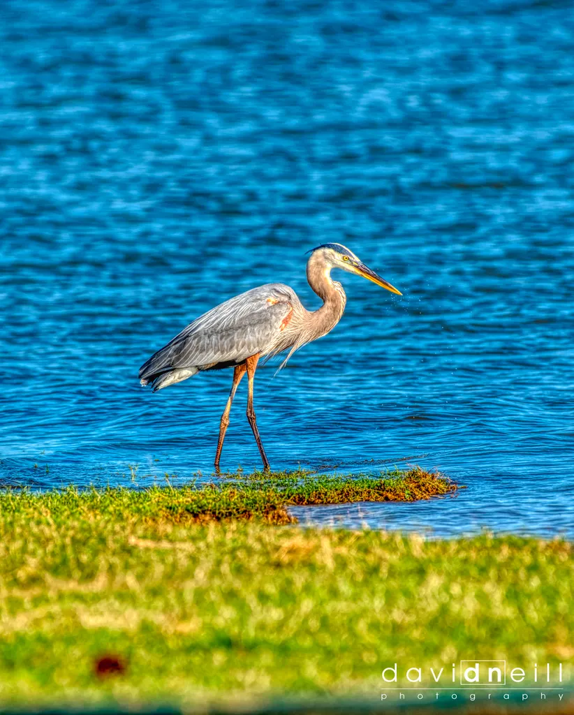 Great Blue Heron HDR