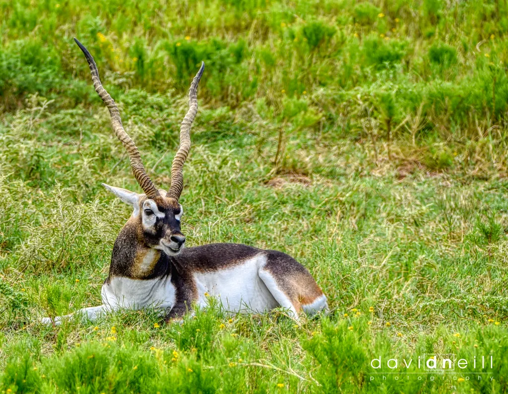 Texas Hill Country Blackbuck